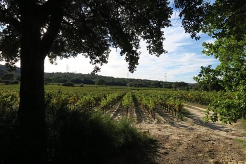 Region [summer] (&gt;5 km)