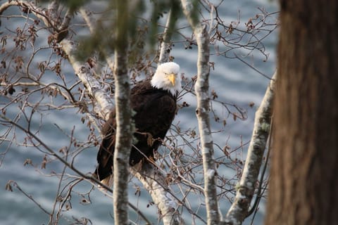 Adult Bald Eagle taken from sunroom