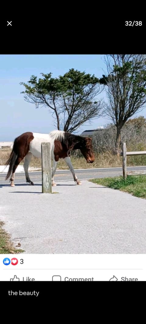 Chincoteague Pony Penning Hideaway  House in Chincoteague Island