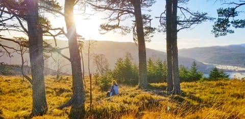 A copse of Scottish Pines on the wee hill to the north of the cottages.