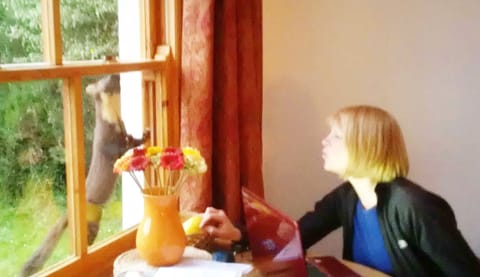 A visit rom the local pine marten