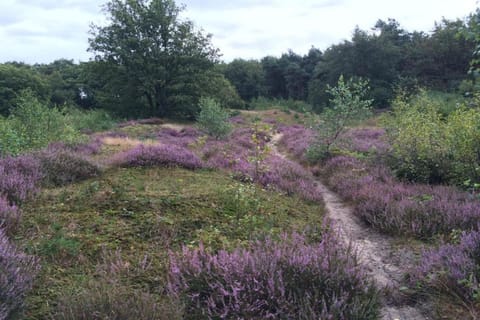 Region [summer] (&gt;5 km)