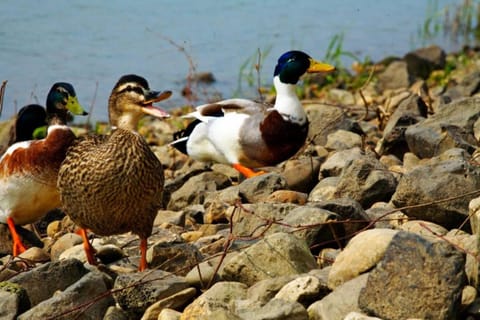 Region [summer] (&gt;5 km)