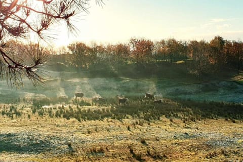 Region [summer] (&gt;5 km)