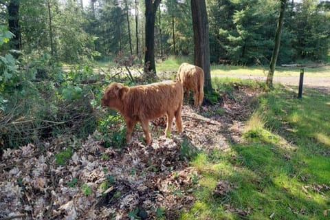 Region [summer] (&gt;5 km)