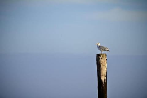 Region [summer] (&gt;5 km)