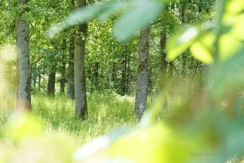 Region [summer] (>5 km)