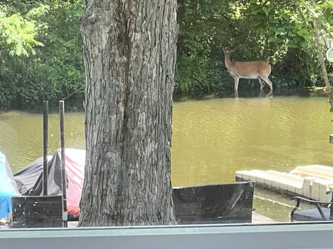 Wildlife at the lake