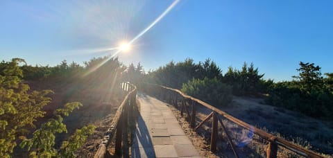 Sky, Plant, Natural Landscape, Wood, Sunlight, Thoroughfare, Tree, Grass, Road, Landscape