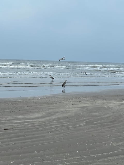 Beach nearby, sun loungers, beach towels