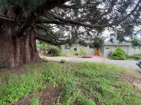 Massive Sequoia, with hammock on one side. House behind.