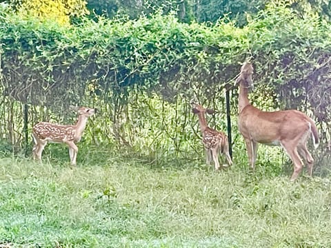 Mama Deer and her twins in the backyard