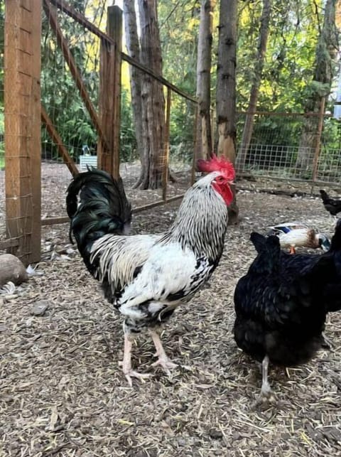 James Dean the rebellious rooster