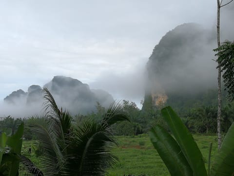  Look out from the back window of the house