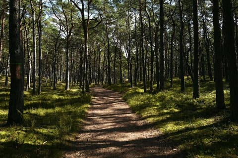 a walk through the streets of the complex