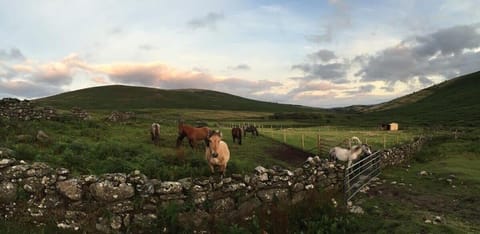 Ponies in field next to farm