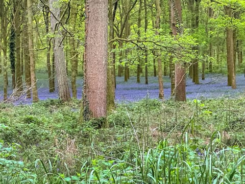 Surrounding area | Holly Cottage, Coleford