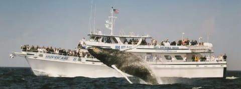 Gloucester Whale Watch tour