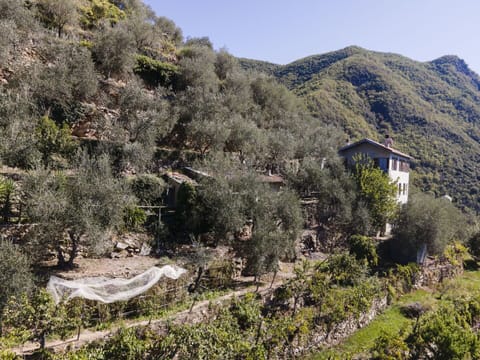 Sky, Property, Window, Building, Tree, Vegetation, Architecture, Urban Design, Plant