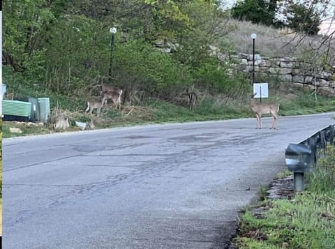 You may run into some lovely wildlife