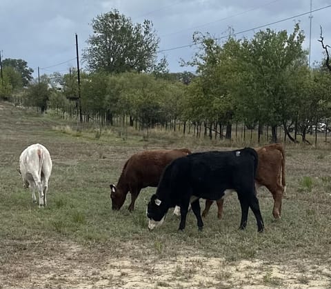 Cattle grazing in the back