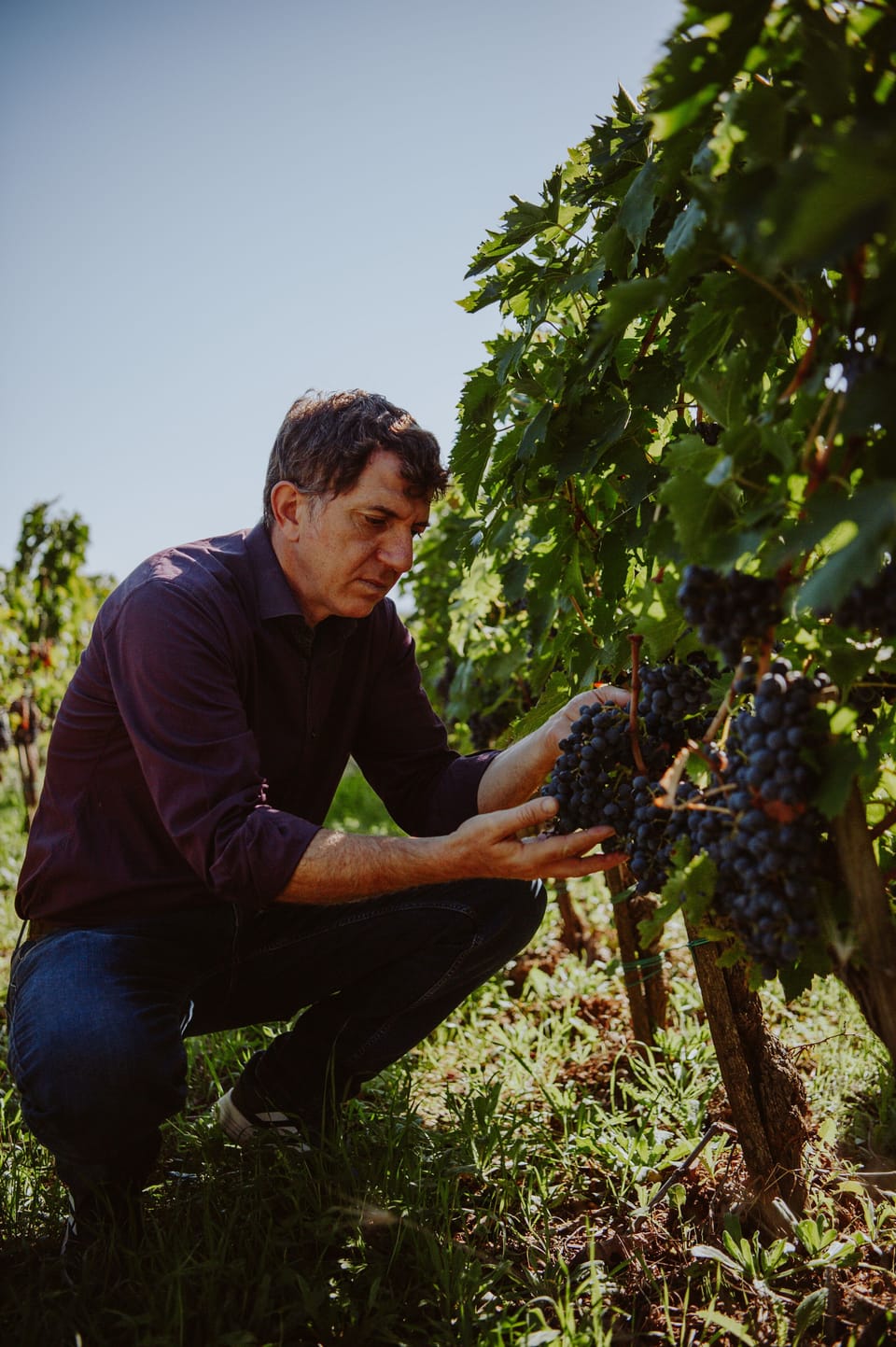 Vineyard