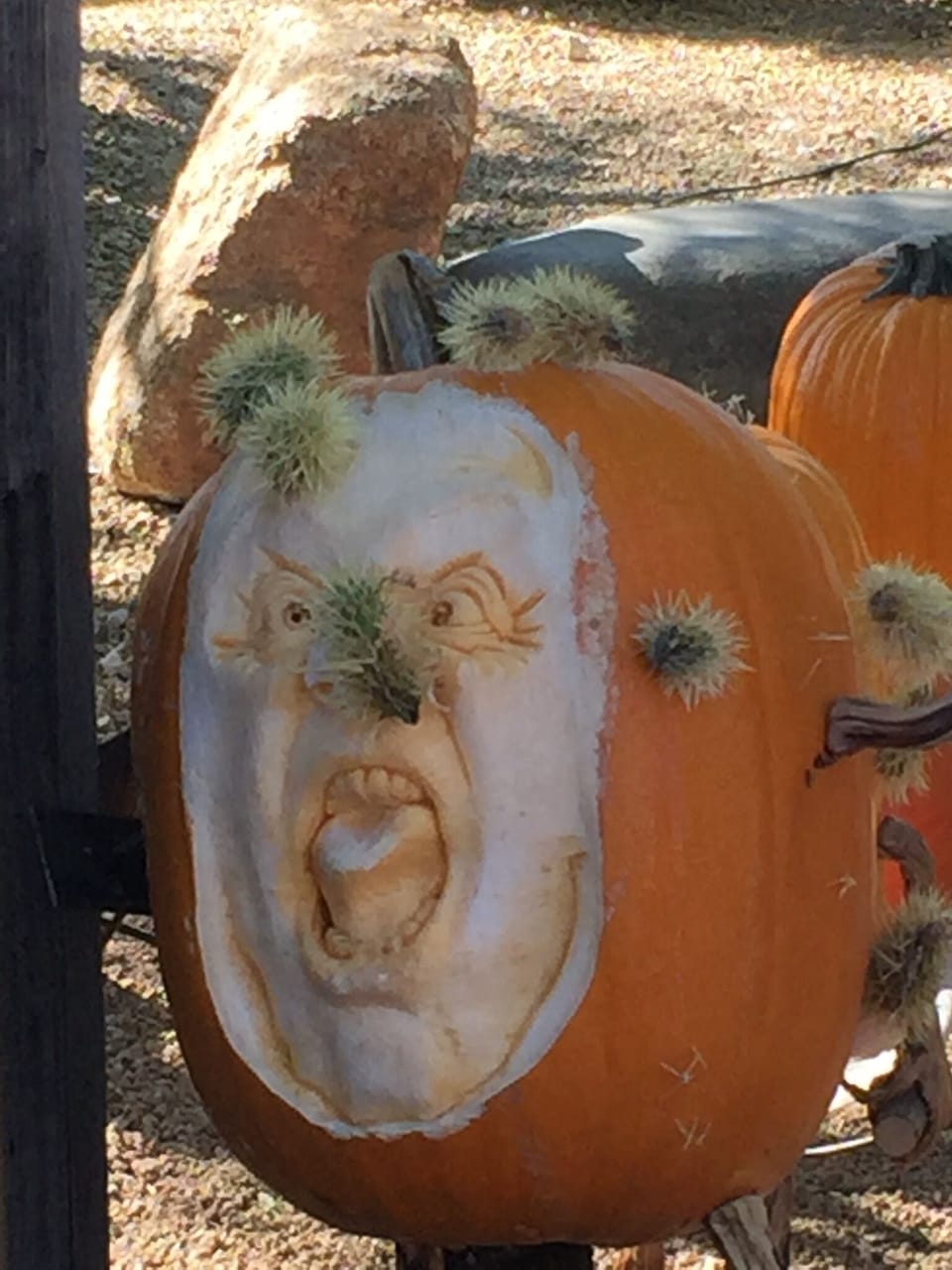 Carefree professional pumpkin carving contest 