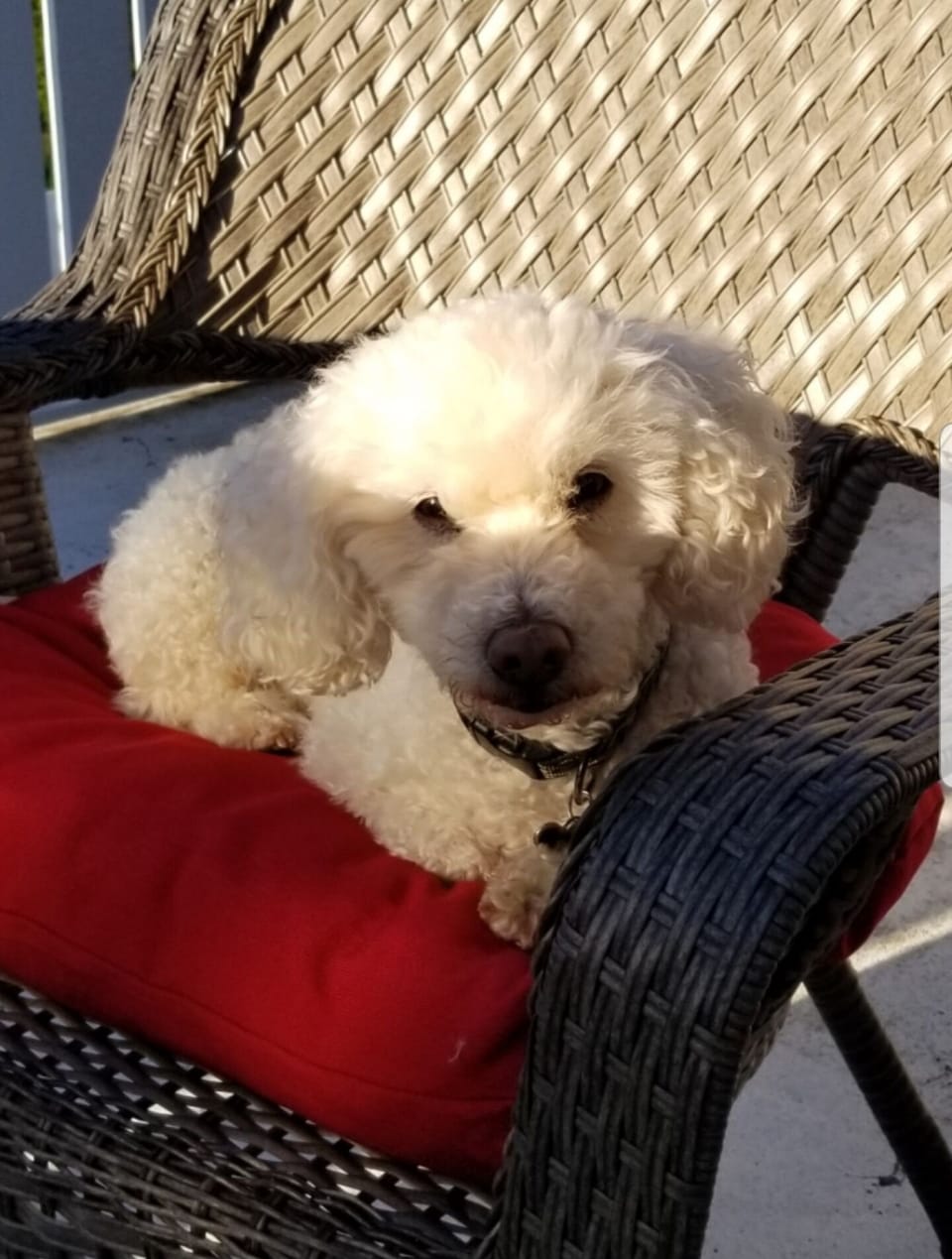 The official Trinity Guest House greeter!